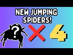 New Pet Jumping Spiders | Jumping Spider Enclosure Setup & Introductions | Spooderpods