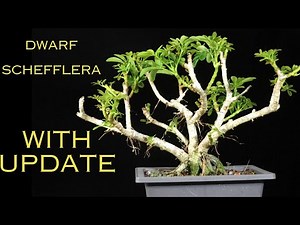Easy bonsai Dwarf Hawaiian Umbrella Tree. Schefflera Arboricola. Hard prune in January with update