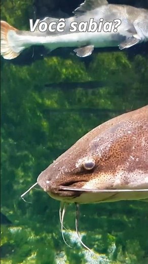 Catfish: The Strange Fish That Survives Almost Anywhere