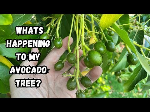 Why Is my Avocado Tree Loosing its Leaves ? | Newly Planted Lamb Hass Tree