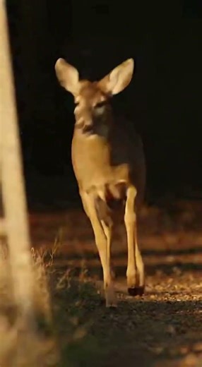 Man's Fence Fix Ruined by Sneaky Deer #wildlife #farmlife