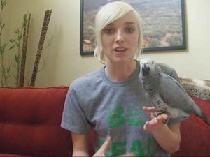 Bird Behavioral Training Tips