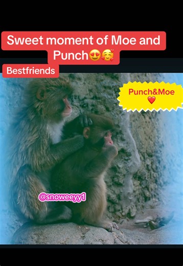 Moe and Punch Sweet Moment: Bestfriends Cuteness Clip