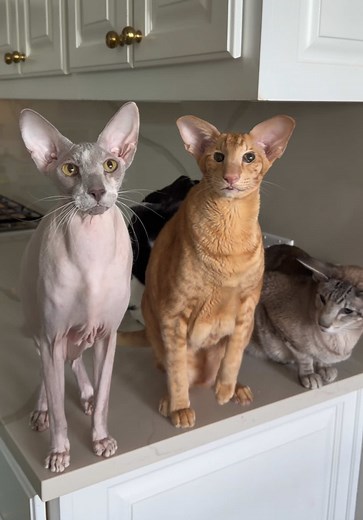 Relaxing ASMR with OSH and Peterbald Cats