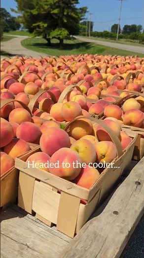 Red Haven Peaches, tree-ripened and ready to chill and deliver to the market