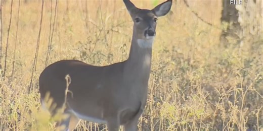 Chronic wasting disease found in Gladwin County deer for first time