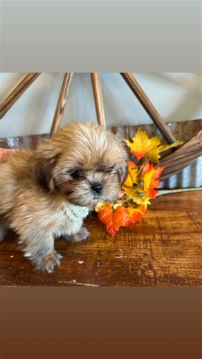 Shih tzu baby girl. | Little Toy Angels Toy Poodles & Shih tzus