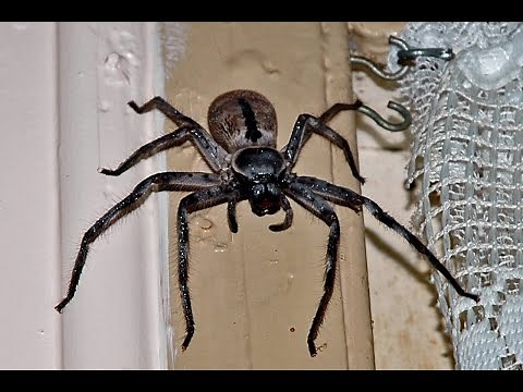 How to Identify the Australian Spiders Living in Your Home?