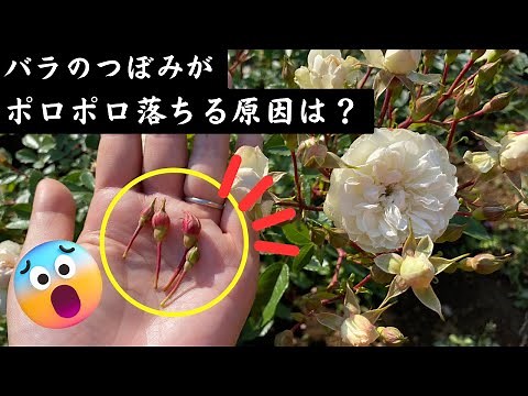つぼみがポロっと落ちる原因について～せっかくついたのに