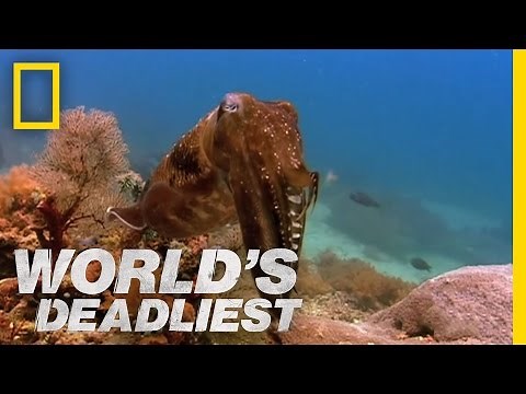 Hypnosis Attack | World's Deadliest