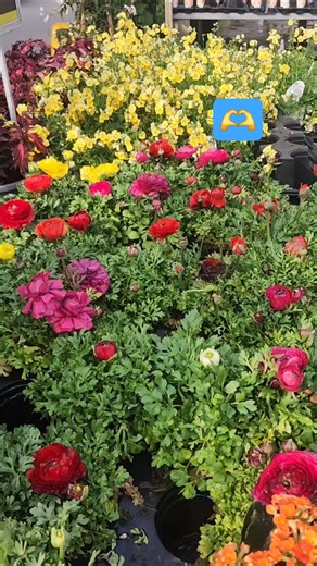 #cansion #romantic 💞🥰