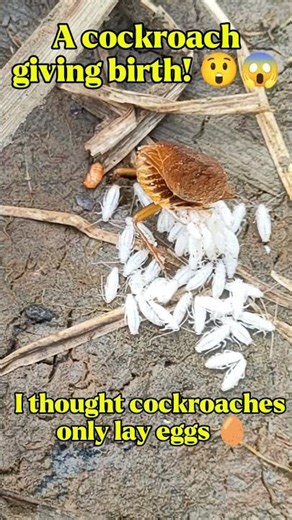 Cockroach giving birth #cockroach #cockroaches #birth