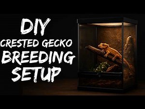 Easiest Crested Gecko Breeding Setup