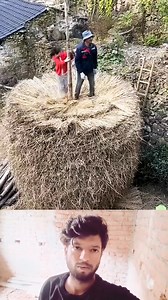 Dry haystack stacking process | Mouse trap 2022