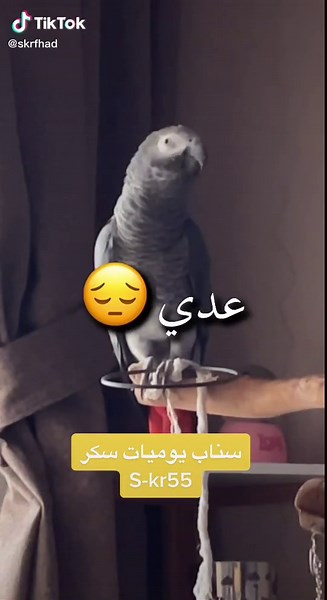 Talking Parrot in Daily Snapchats
