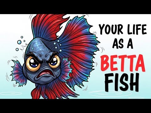 Your Life as a Betta Fish.