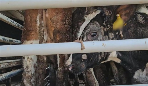 Footage exposes horrific cruelty at major livestock facility