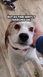 82K views · 3.6K reactions | Things to get used to when beagles get old ❤️ #BeagleLove #SeniorBeagle #HappyWelcome #CherishEveryMoment #DogLove #BeagleWelcome #UnconditionalLove #OldDogsAreTheBestDogs #HeartwarmingMoments #BeaglesOfFacebook #MansBestFriend #BeagleLife #HappyDog #DogWelcome #OldBeagle #SeniorDog | Charlie the beagle and Laura Olivia | Facebook