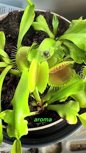 ¡Plantas carnívoras! 🐛😋🌷