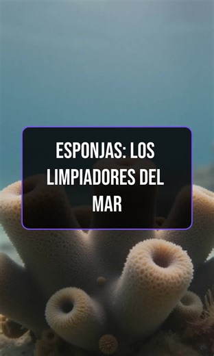 Descubre el poder de las esponjas. #BiodiversidadMarina #ProtecciónOceánica