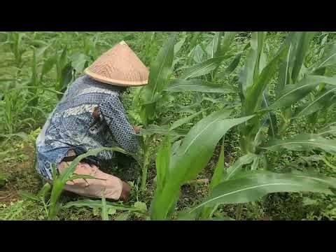 Corn Field Watering Techniques Using Simple Manual Tools — Agriculture Farming
