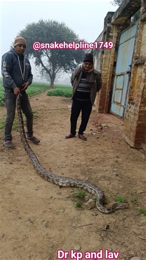 Taking My 15 Foot Python To The Park #wildlife #python #rescue