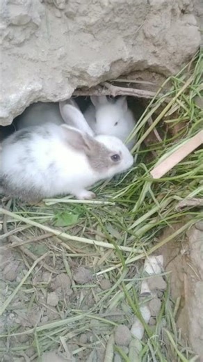 bunny snoring are home #bunny