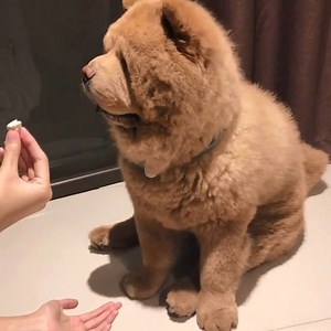 6.8K views · 140 reactions | The cuteness is REAL  How clever is this doggo though  We NEED him ❤️️ | boohoo.com | Facebook