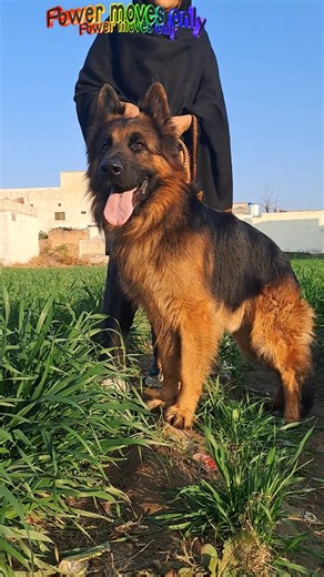 Understanding German Shepherd Behavior and Care
