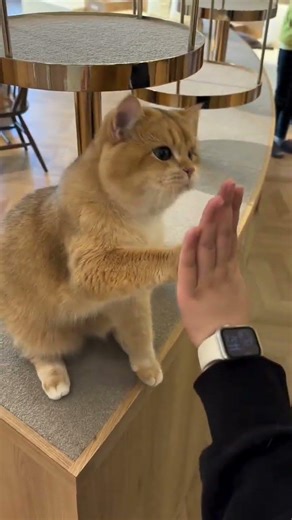 cat video ! cat voice ! cat sound ! cat meowing #shorts​ #short​ #youtubeshorts​ #cat​ #cats​