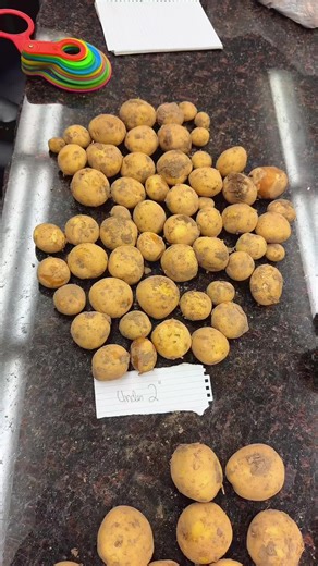 Idaho Potatoes 208 Spud Light on TikTok