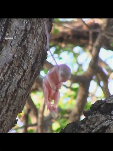 From Near Death to Family ❤️ Baby Squirrel’s Incredible Rescue Story!