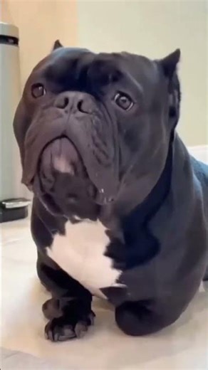 he wore loud slippers... Dad almost trashed him.🤣(Then brought him back) #funny #dogpvideo #foryou