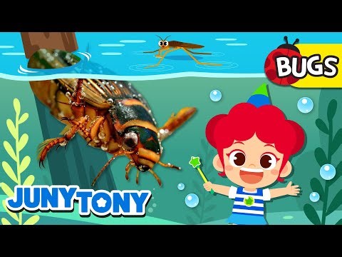 Serangga Air🐛｜Lagu Serangga untuk Anak｜JunyTony Bahasa Indonesia