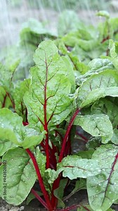 Watering swiss chard plant in garden. Vertical video. Close-up. Manual irrigation, farming, and agriculture concept.