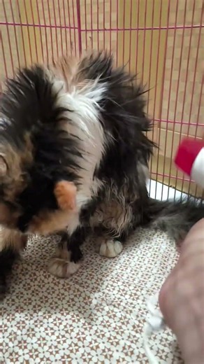 Habis mandi #cat #kucingbelangtiga #kitten #videoviral
