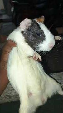 🐖guinea pig house update please subscribe this channel 💥