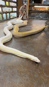 78K views · 4.1K reactions | Jayprehistoricpets on Reels | Facebook