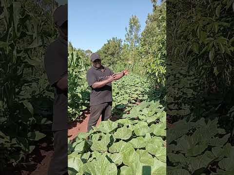 Pumpkin farming in kenya #malenge #pumpkin farming #youngfarmers
