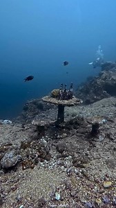 At first I thought I had nitrogen narcosis, then I realized it was time for dinner. Enough watching fish — time to sit at the table with friends #oceanreality | Ocean Reality Channel