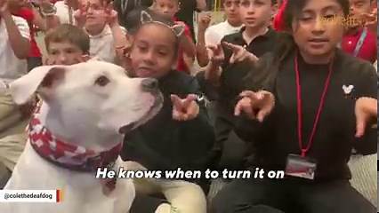 692K views · 59K reactions | Man learns sign language for his rescued deaf puppy ❤ Follow us on YouTube: youtube.com/geobeatsanimals | GeoBeats Animals | Facebook