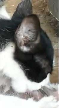 Cat Suck Dog Thing BEST QUALITY