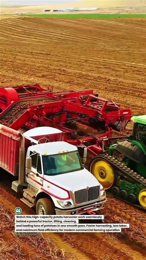 Massive Potato Harvest Power in Action! 🚜🥔 #PotatoHarvest #FarmTech #AgriPower