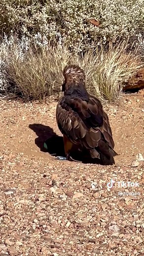 Intelligent Black-Breasted Buzzard Uses Rock to Crack Open Egg
