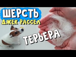 Jack Russell Terrier Coat Care. Jack Russell Terrier Coat Types. Dog Shedding: How to Deal with It.