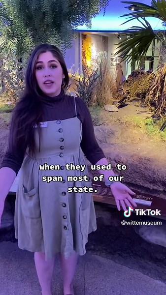 Did you know: Ocelots are found in Texas? Environmental Science Educat...