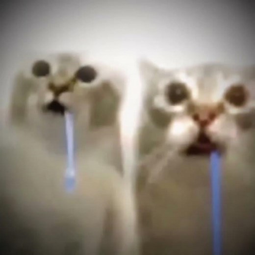 Drooling Cat Meme Edit - BREGA DO LOVE #edit #drooling