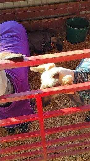 Rowan, NC Fair 9/18/2025 Ovis Trio