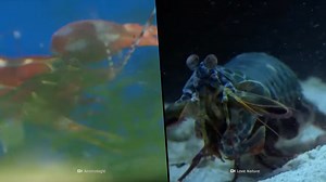 The silent war raging between the sea’s most destructive miniature hunters