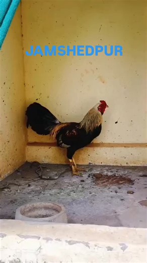 Murga Fight Vlog on Instagram: "Jamshedpur murga lovers ❤️ #murga #viral #shorts #trending #birds @bulumahato88gmail.com6 @buluranivolg696"